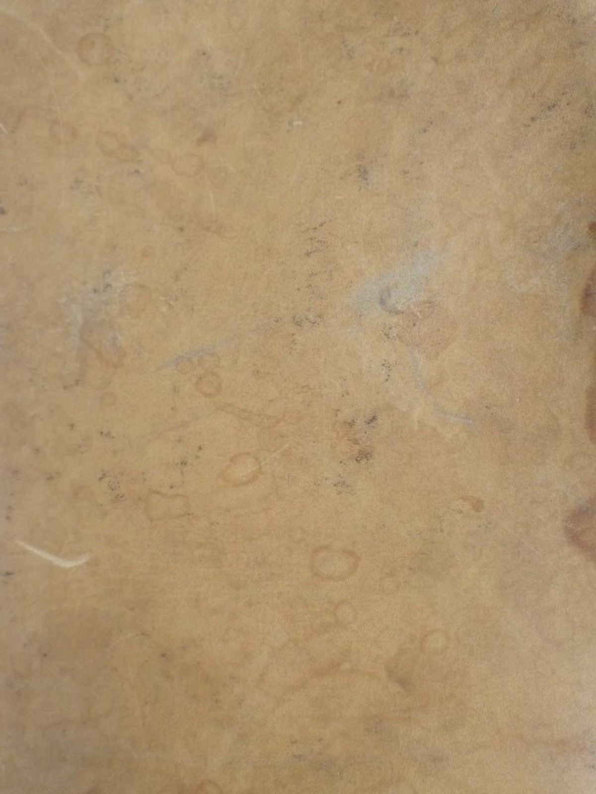 Petit Noé